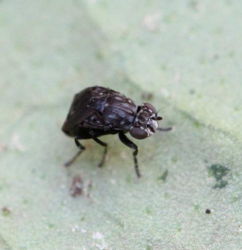 Réf. 249 282 : Parydroptera discomyzina